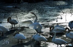 氷上の白鳥たち・・