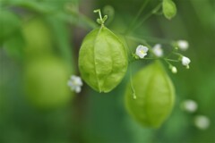 風に揺られて