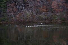 初冬の湖畔