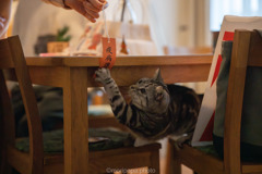 疫病に猫パンチ！