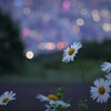 幌見峠の至福時間