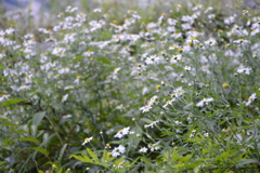 湖畔の秋の植物たち‐③