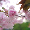 八重桜