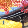 南禅寺の紅葉