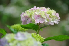 雨降る前に