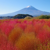 富士山とコキア