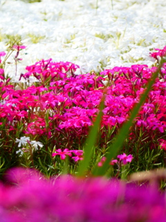 芝桜
