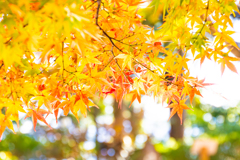 佐賀県　大興禅寺の紅葉