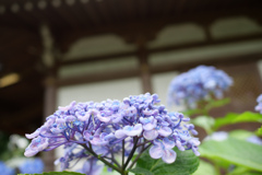 あじさい寺（川崎の方の）その3