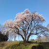 氏邦桜