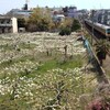 梨の花
