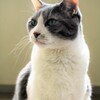 さーーて、今年も始めるかニャ