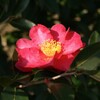 緑道の山茶花