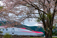 桜前線北上中