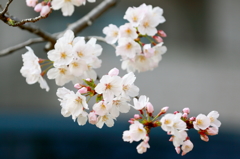 It is in full blossom in spring!