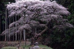 悲しき伝説