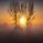 V.HILTS