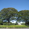 Baum3